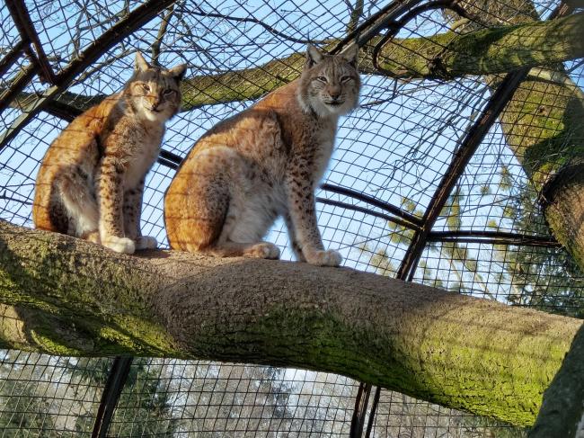 kotiki-u-rivnenskomu-zooparku-viyshli-zustrichati-20210301_8936.jpg