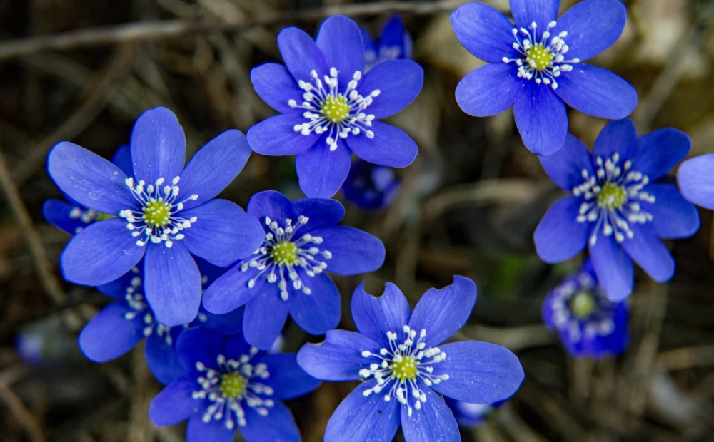 1676460465_1000x620.webp.webp