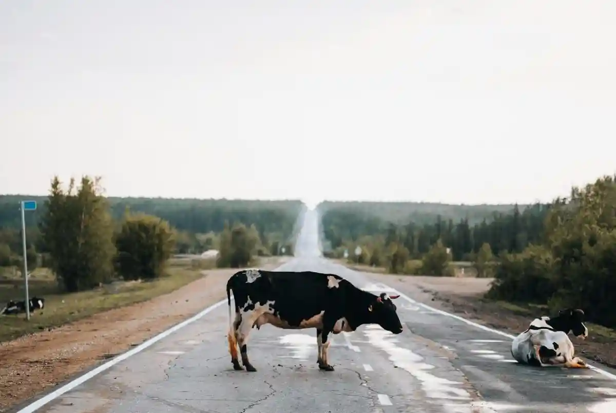 юридичні консультації для водіїв в Німеччині