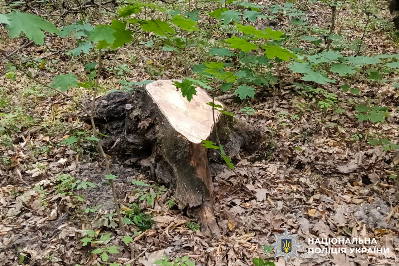 На Рівненщині поліцейські викрили факти незаконної порубки дерев у природно-заповідному